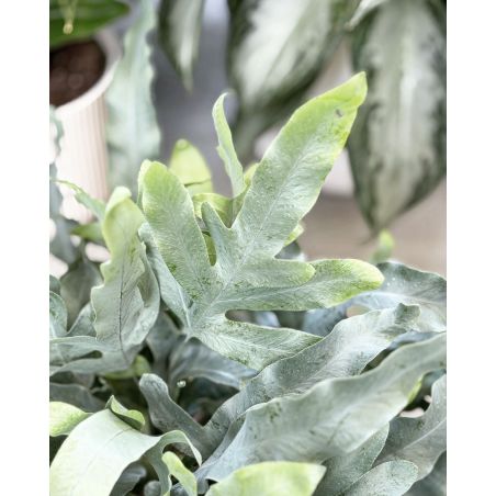 Phlebodium aureum 'Blue Star' - flebodium złociste