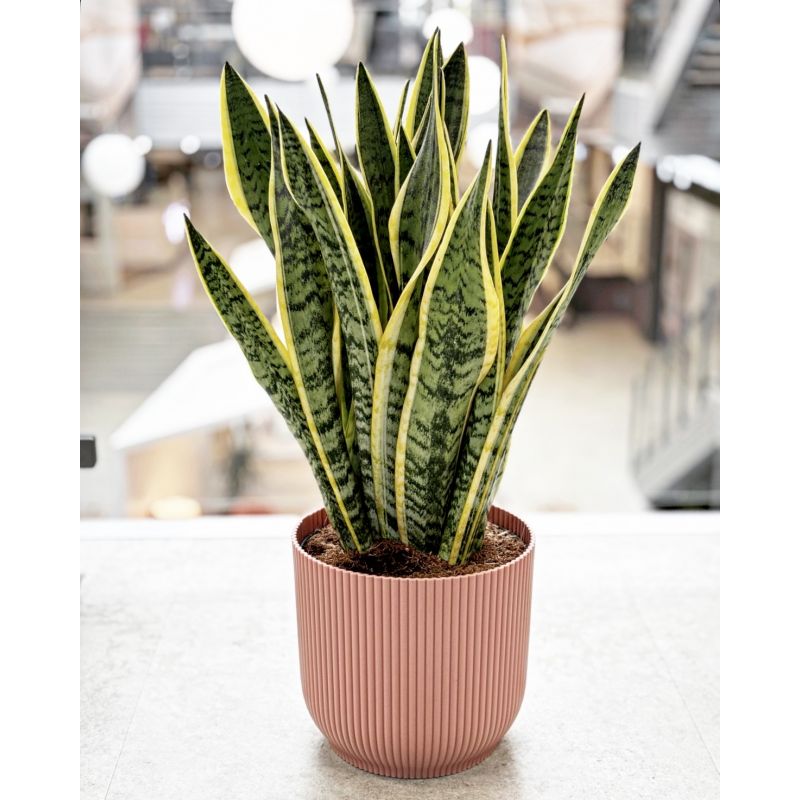 Sansevieria trifasciata 'Laurentii' - wężownica gwinejska