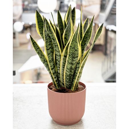 Sansevieria trifasciata 'Laurentii' - wężownica gwinejska