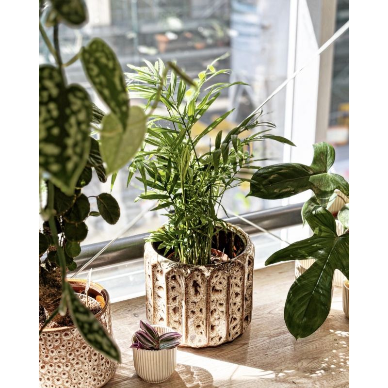 Chamaedorea elegans - chamedora wytworna