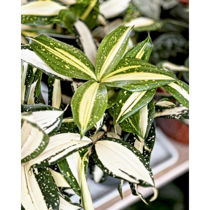 Dracaena surculosa 'Milky Way' - dracena rozgałęziona