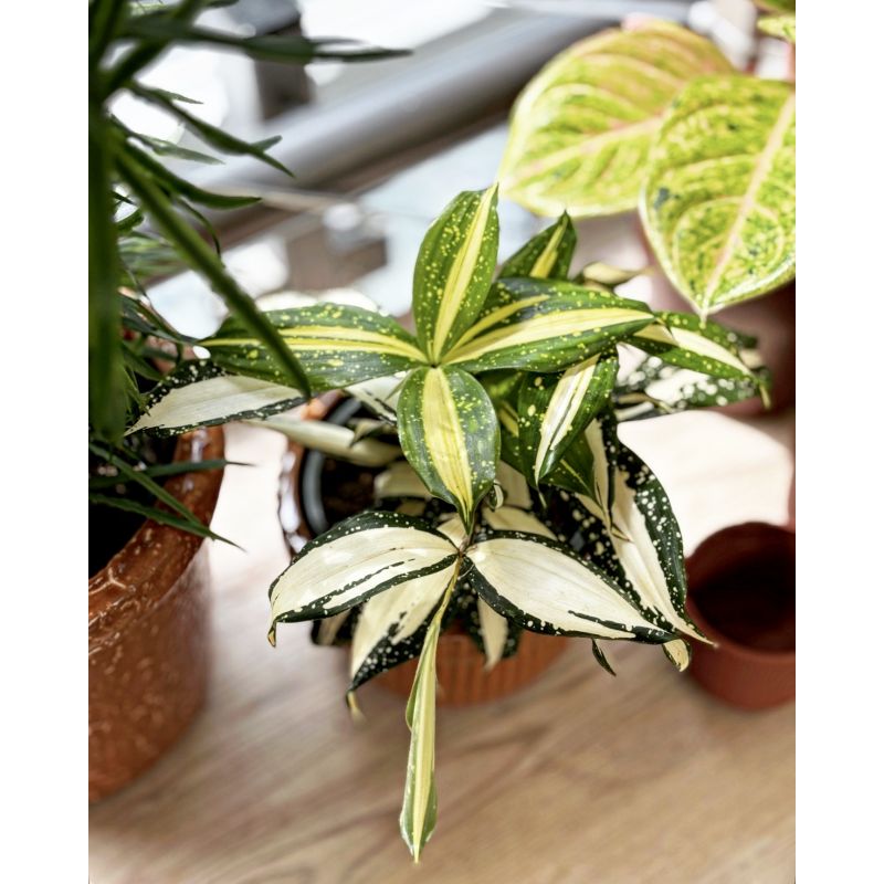 Dracaena surculosa 'Milky Way' - dracena rozgałęziona