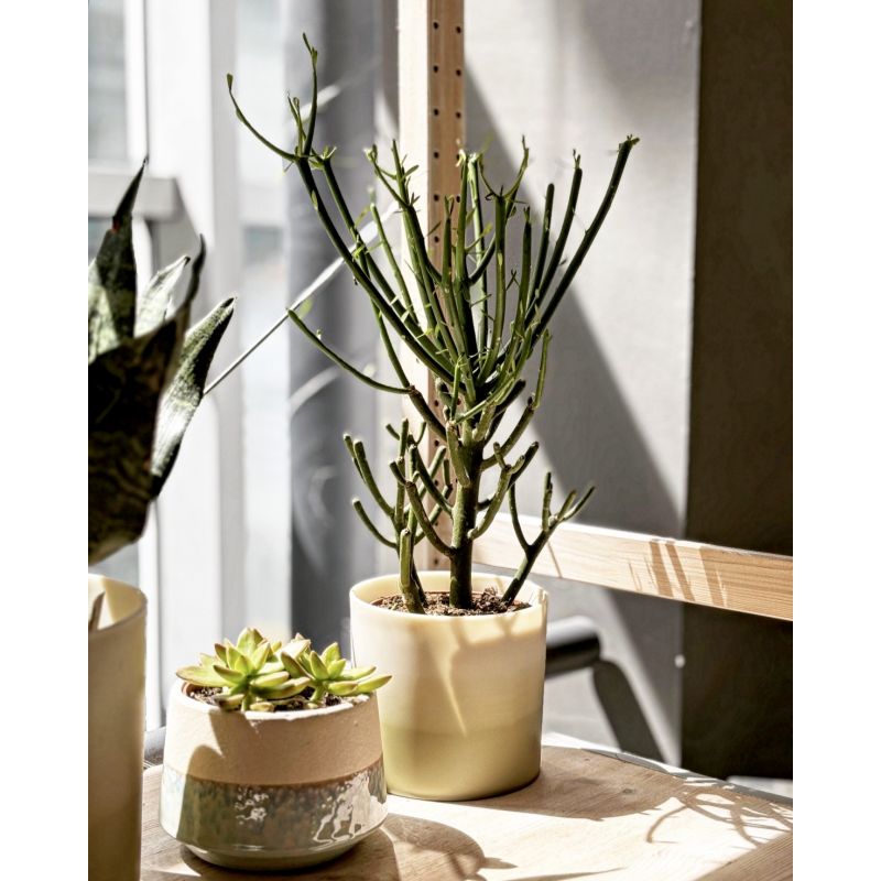 Euphorbia tirucalli - wilczomlecz segmentowy