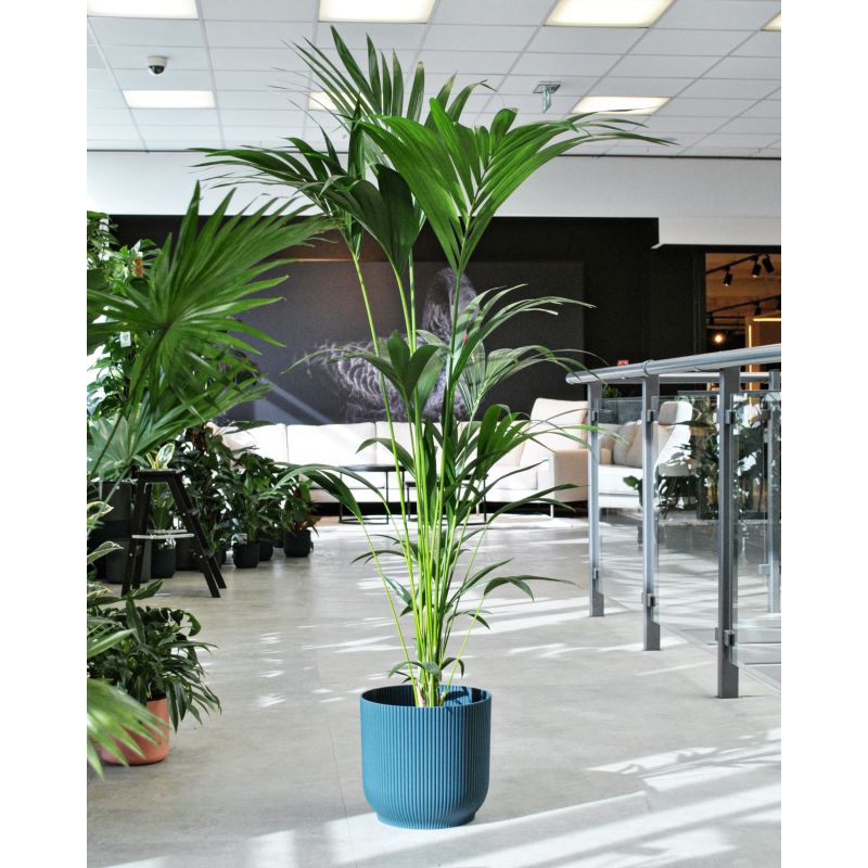 Howea forsteriana (Kentia) - howea Forstera (kencja)