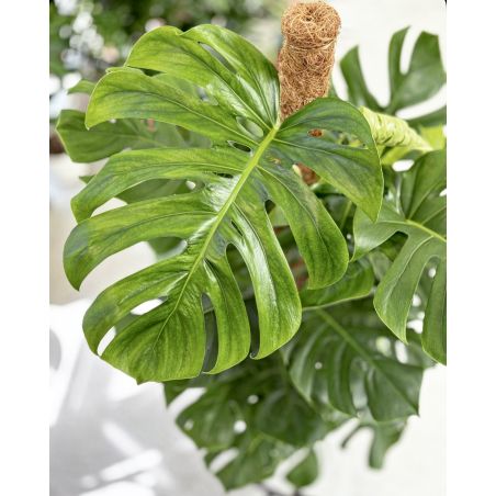 Monstera deliciosa - monstera dziurawa