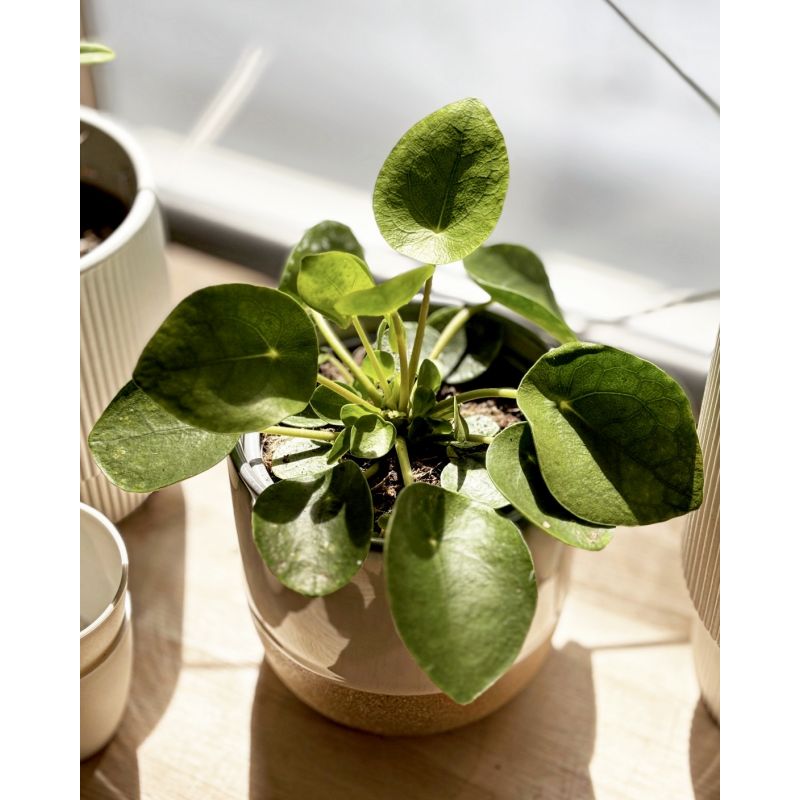 Pilea peperomioides - pieniążek