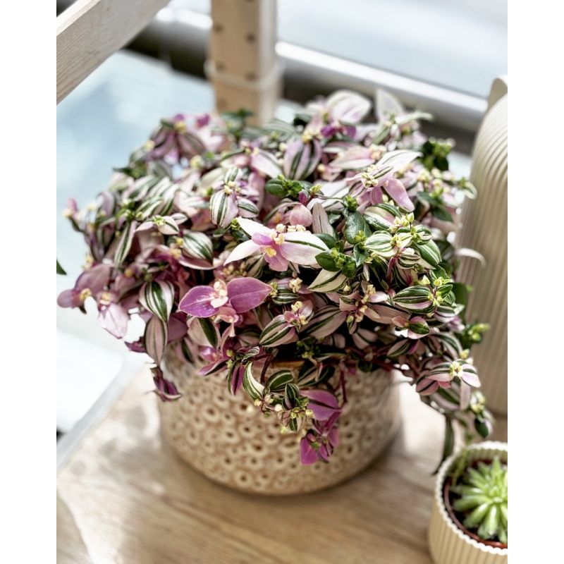 Tradescantia fluminensis 'Quadricolor' - trzykrotka