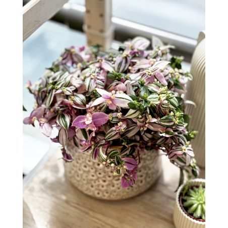 Tradescantia fluminensis 'Quadricolor' - trzykrotka