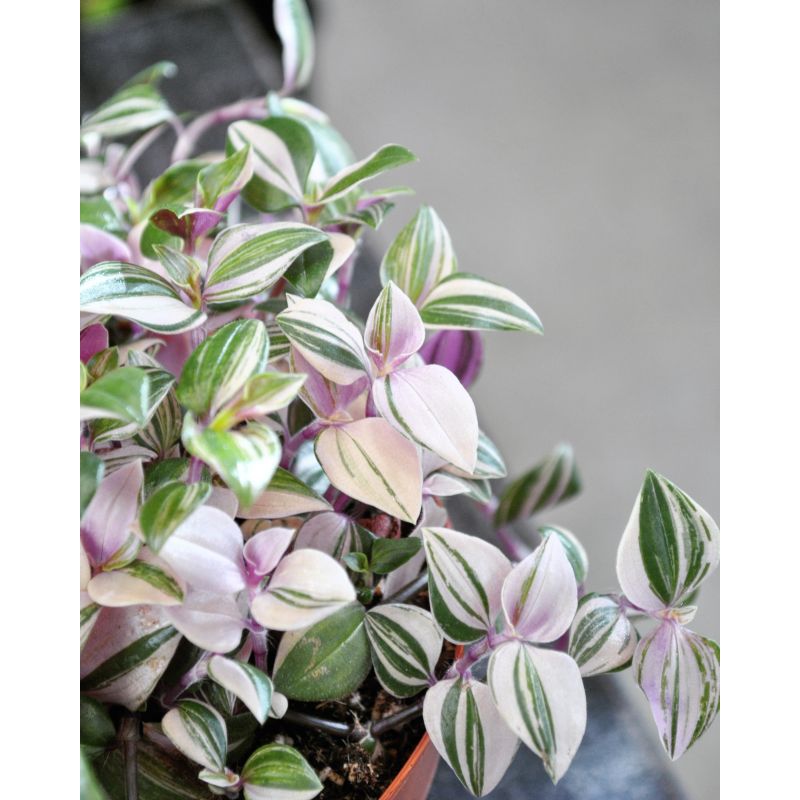 Tradescantia fluminensis 'Quadricolor' - trzykrotka