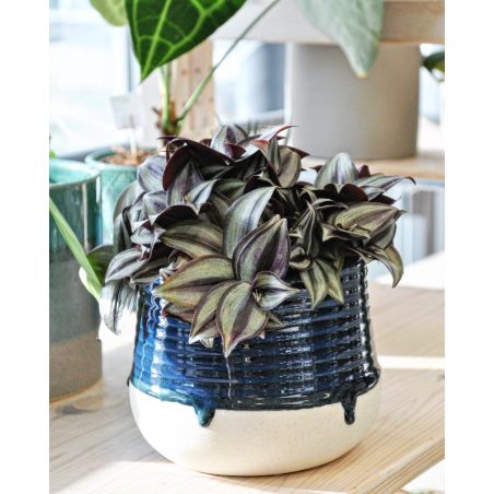 Tradescantia zebrina 'Purpusii' - trzykrotka