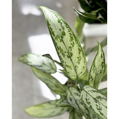 Aglaonema 'Silver Queen' - aglonema