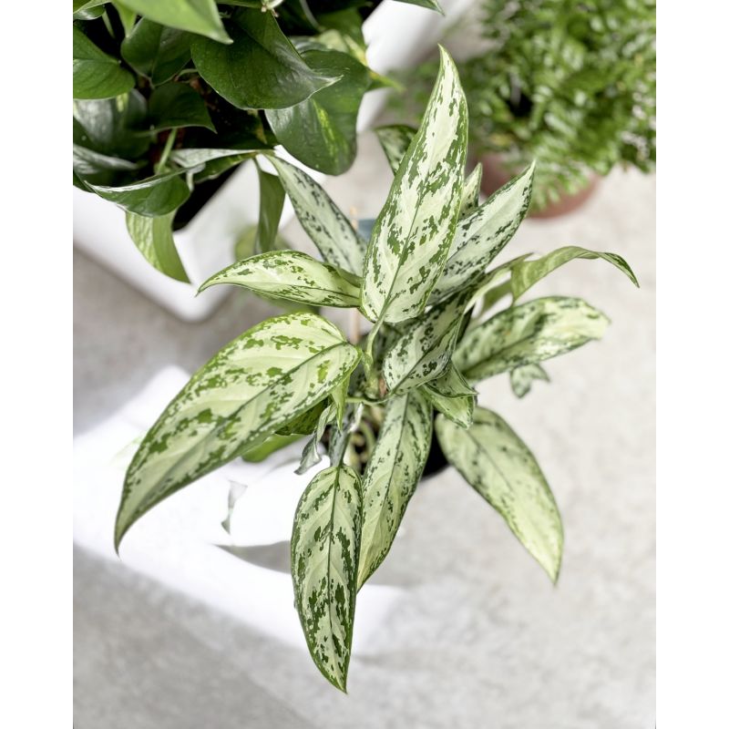 Aglaonema 'Silver Queen' - aglonema