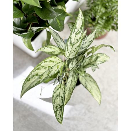 Aglaonema 'Silver Queen' - aglonema
