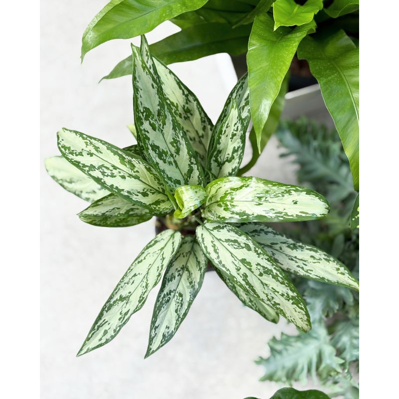 Aglaonema 'Silver Queen' - aglonema