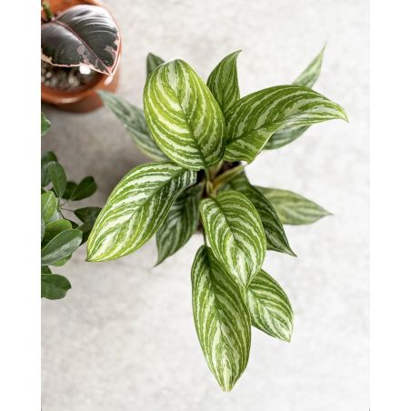 Aglaonema 'Stripe' - aglonema