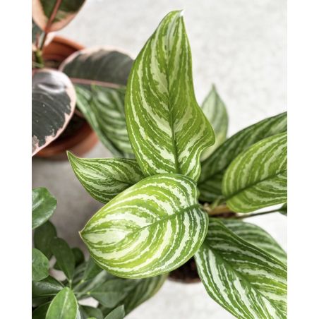 Aglaonema 'Stripe' - aglonema