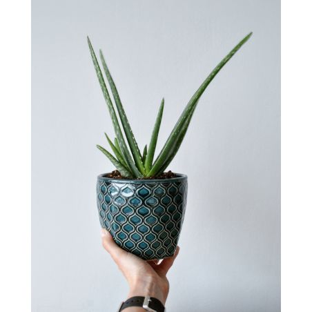 Aloe vera - aloes zwyczajny