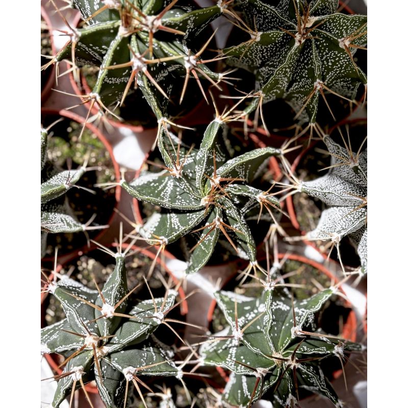 Astrophytum ornatum - kaktus
