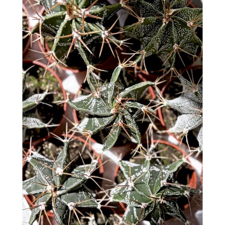 Astrophytum ornatum - kaktus