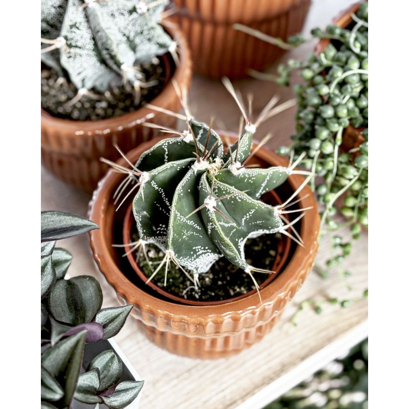 Astrophytum ornatum - kaktus