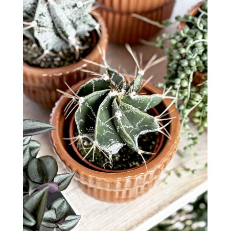 Astrophytum ornatum - kaktus