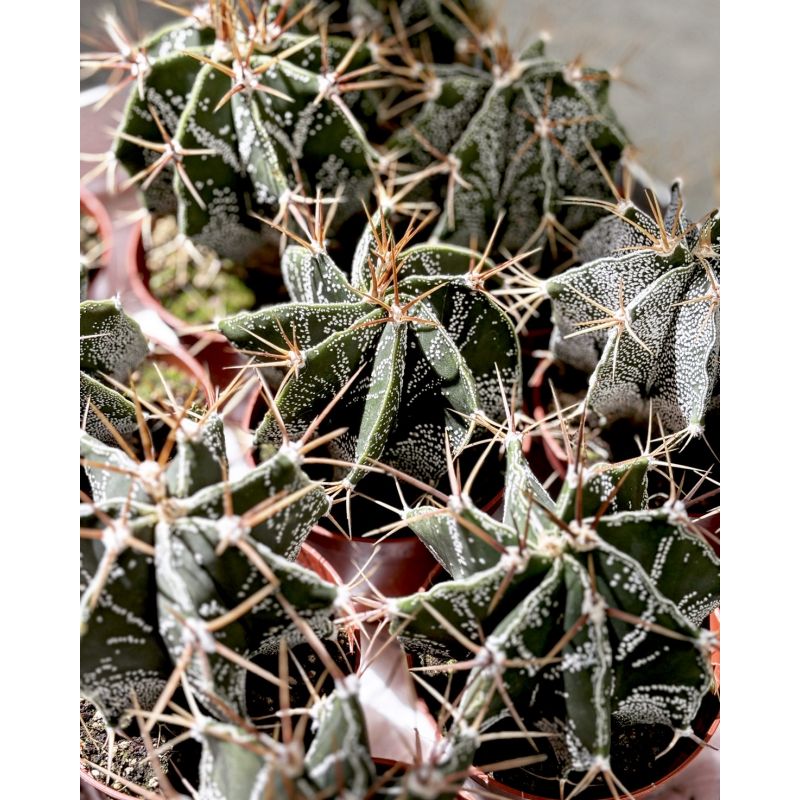 Astrophytum ornatum - kaktus