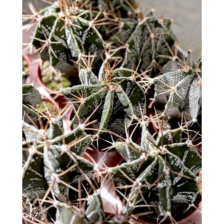Astrophytum ornatum - kaktus
