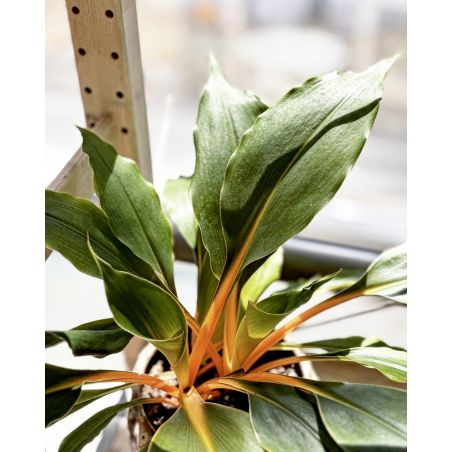 Chlorophytum orchidastrum 'Fire Flash' - zielistka