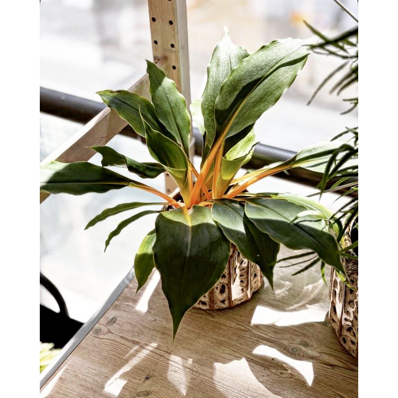 Chlorophytum orchidastrum 'Fire Flash' - zielistka