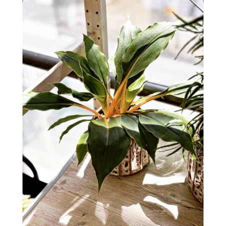 Chlorophytum orchidastrum 'Fire Flash' - zielistka