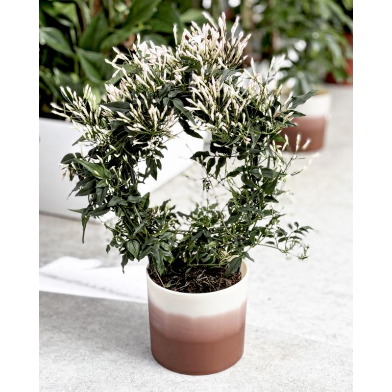 Jasminium polyanthum - jaśmin wielokwiatowy