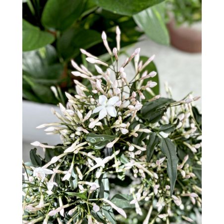Jasminium polyanthum - jaśmin wielokwiatowy