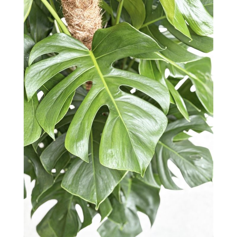 Monstera deliciosa - monstera dziurawa