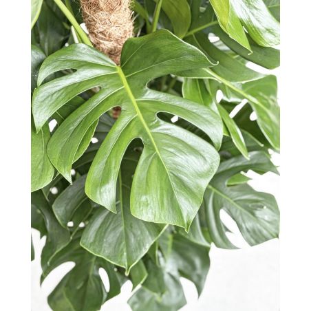 Monstera deliciosa - monstera dziurawa