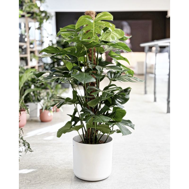 Monstera deliciosa - monstera dziurawa