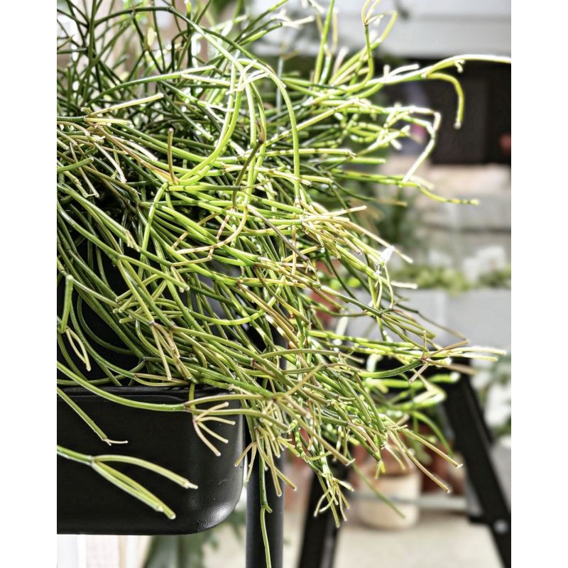 Rhipsalis heteroclada - patyczak