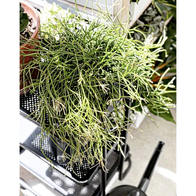 Rhipsalis heteroclada - patyczak