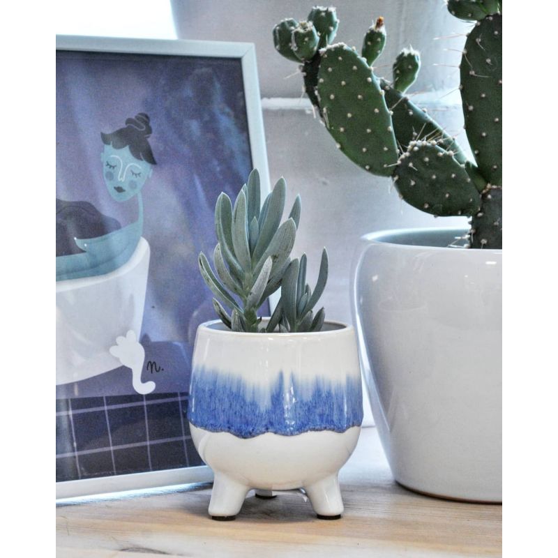 Senecio curio 'Mount Everest' - starzec
