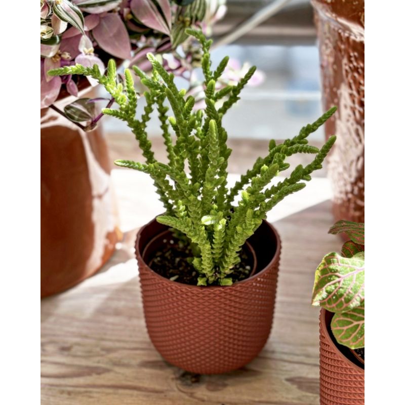 Crassula muscosa - grubosz widłakowaty