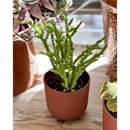 Crassula muscosa - grubosz widłakowaty