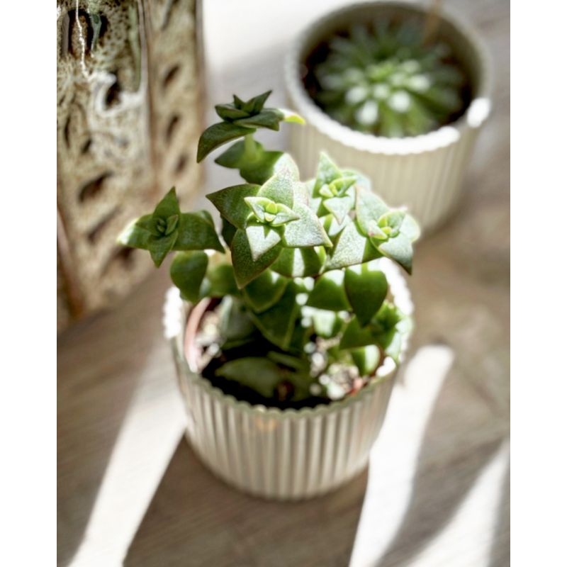 Crassula perforata - grubosz