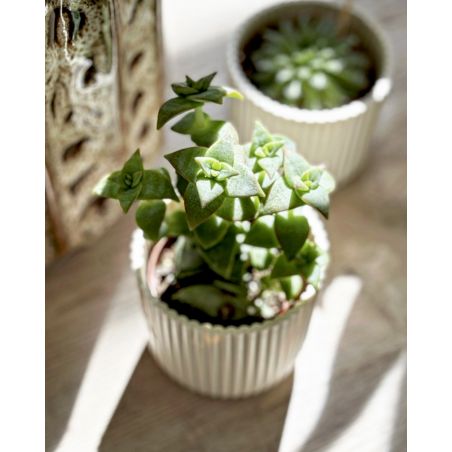 Crassula perforata - grubosz