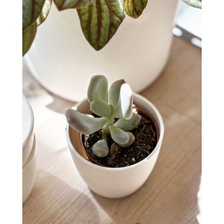 Pachyphytum oviferum