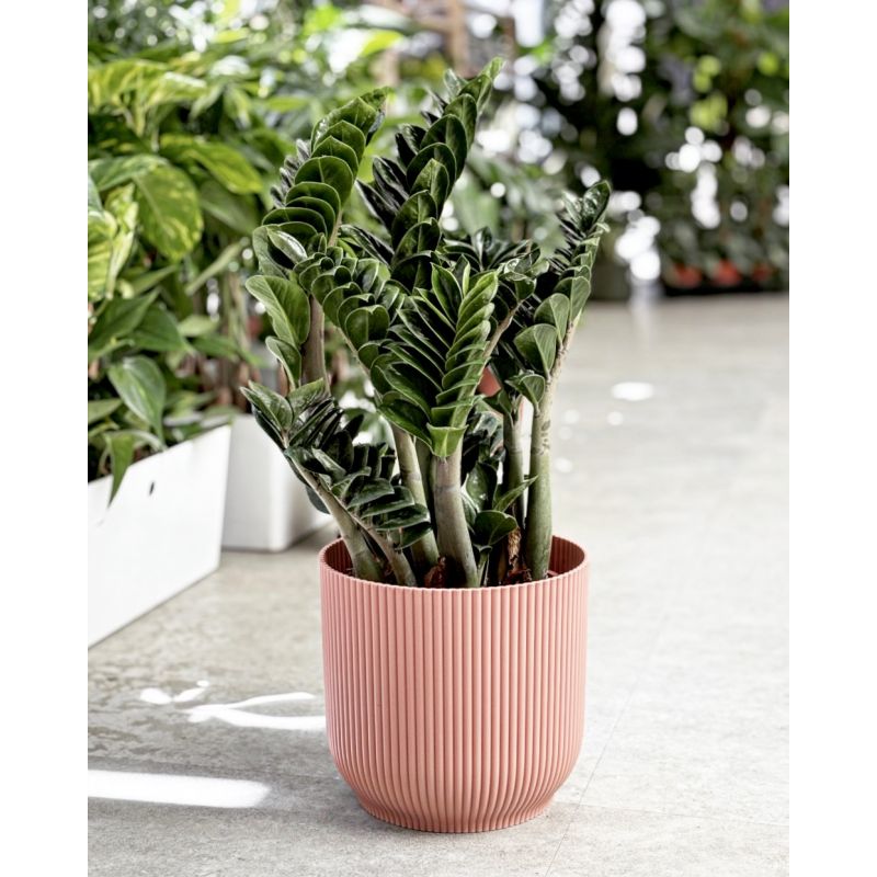 Zamioculcas zamiifolia 'Zenzi' - zamiokulkas zamiolistny