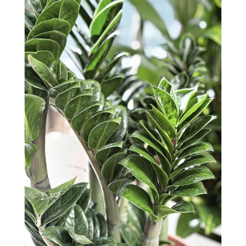 Zamioculcas zamiifolia 'Zenzi' - zamiokulkas zamiolistny