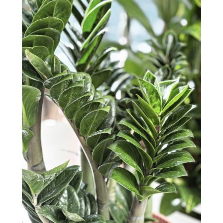 Zamioculcas zamiifolia 'Zenzi' - zamiokulkas zamiolistny
