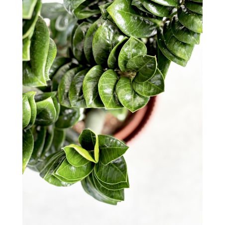 Zamioculcas zamiifolia 'Zenzi' - zamiokulkas zamiolistny