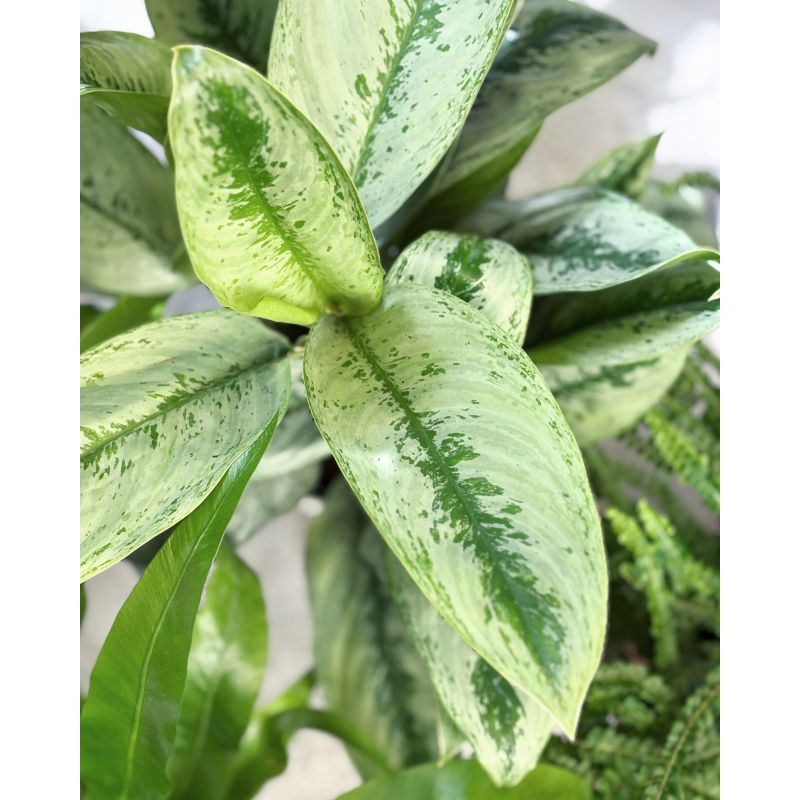 Aglaonema 'Silver Frost' - aglonema