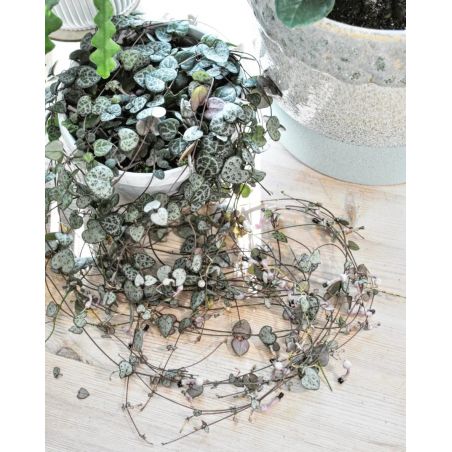 Ceropegia woodii - ceropegia Wooda
