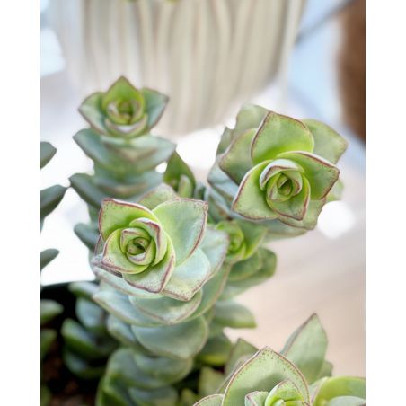 Crassula perforata - grubosz
